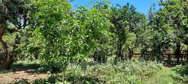 Prime on Acre Mtwapa on Sale - main view