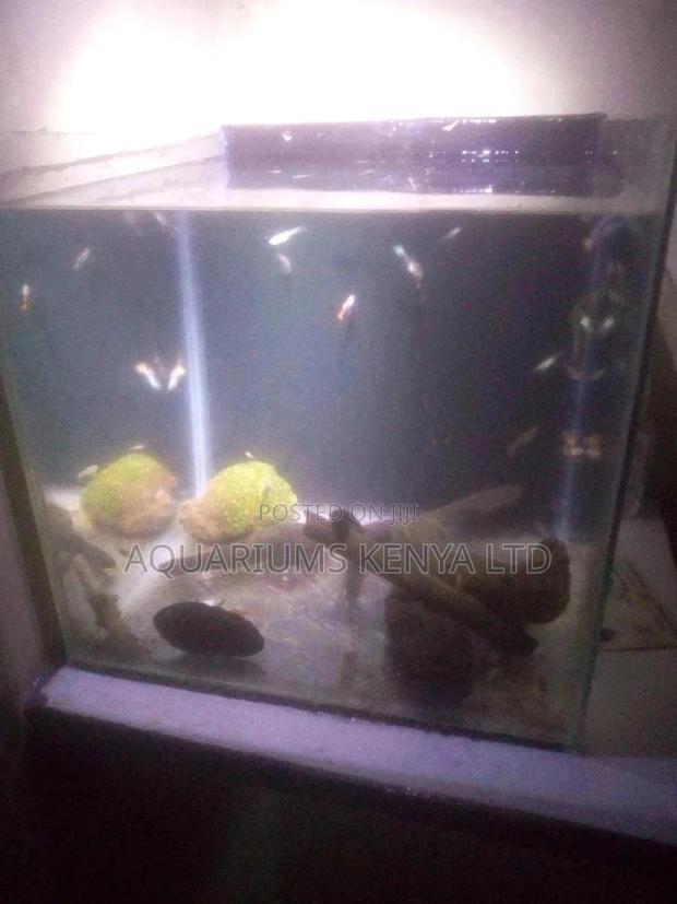 Complete Fish Aquarium - main view