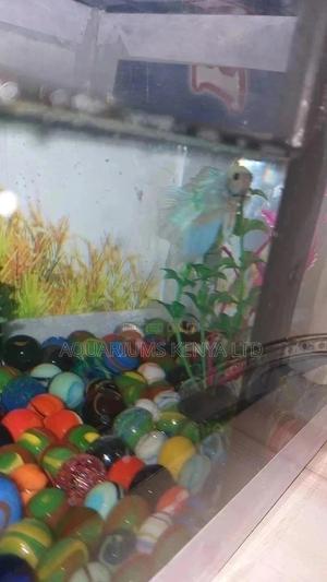 Hybrid Betta Fish - thumbnail 2