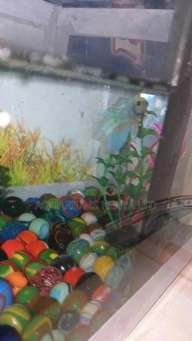 Hybrid Betta Fish - main view