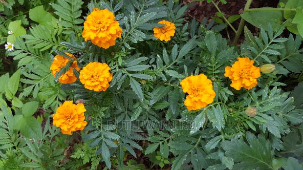 Marigold Flowers - main view