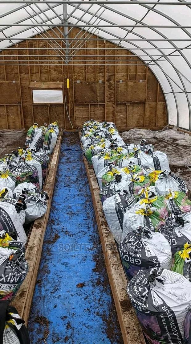 Peat Moss (Sphagnum Moss ) - thumbnail 4