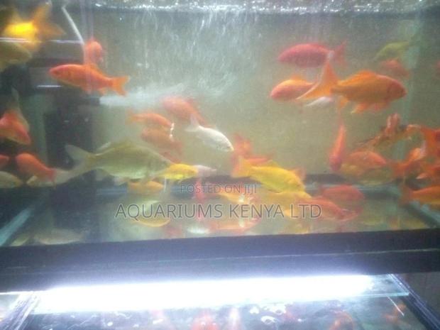 Goldfish, Aquarium Fish - main view