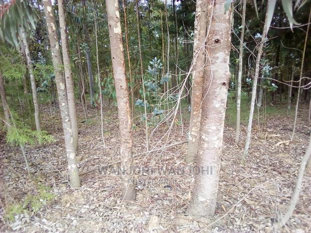 Forested Plot on Quick Sale - main view