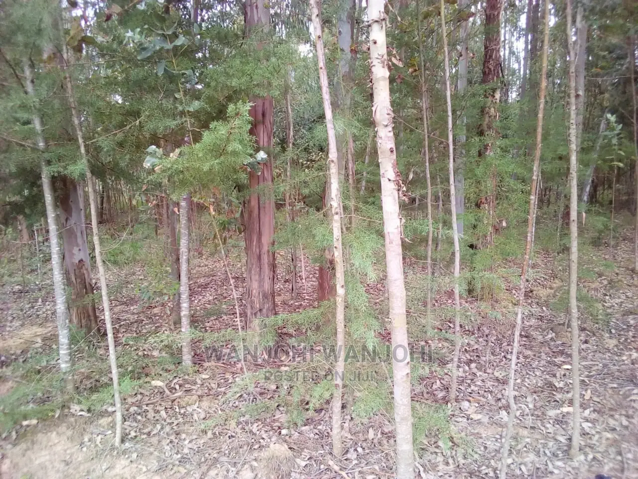 Forested Plot on Quick Sale