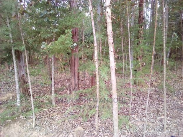 Forested Plot on Quick Sale - thumbnail 3
