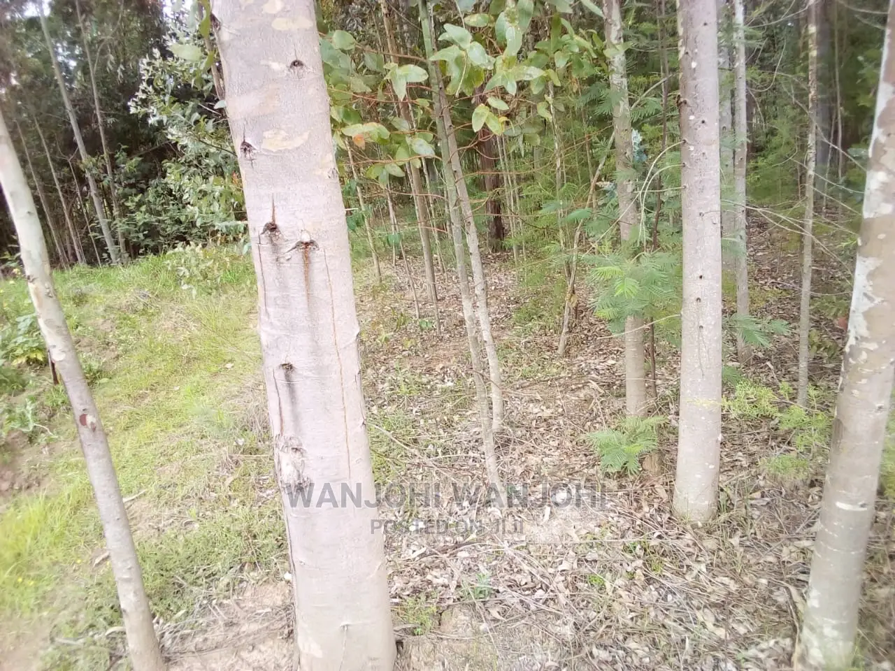 Forested Plot on Quick Sale