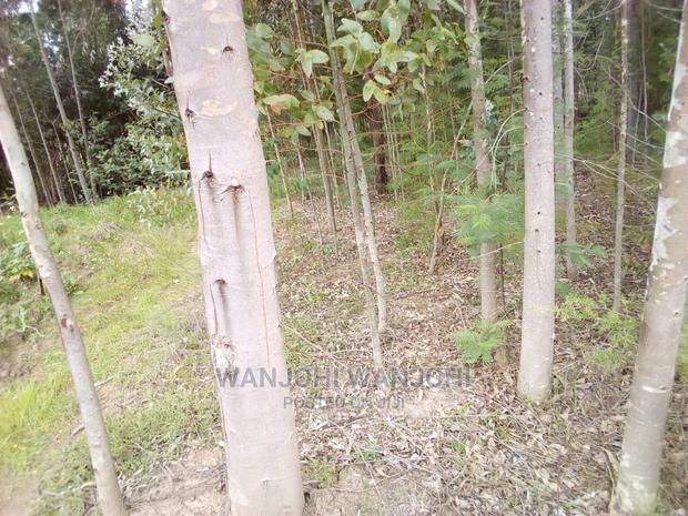 Forested Plot on Quick Sale - thumbnail 4
