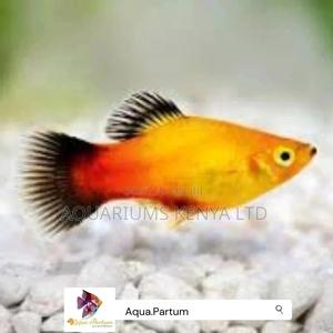 Black Fun Platy, Aquarium Fish - thumbnail 2