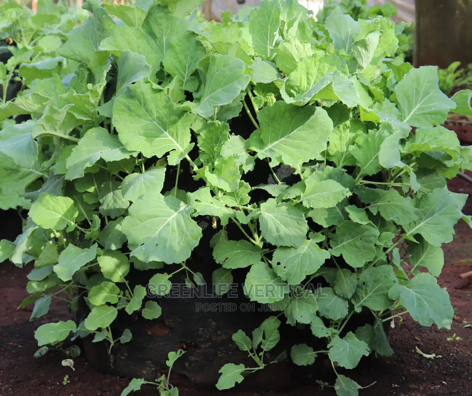 Greenlife Vertical Bags (Kitchen Garden Bags)