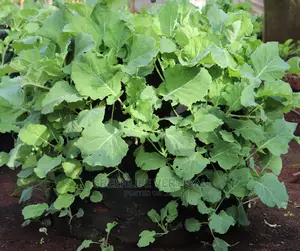 Greenlife Vertical Bags (Kitchen Garden Bags)