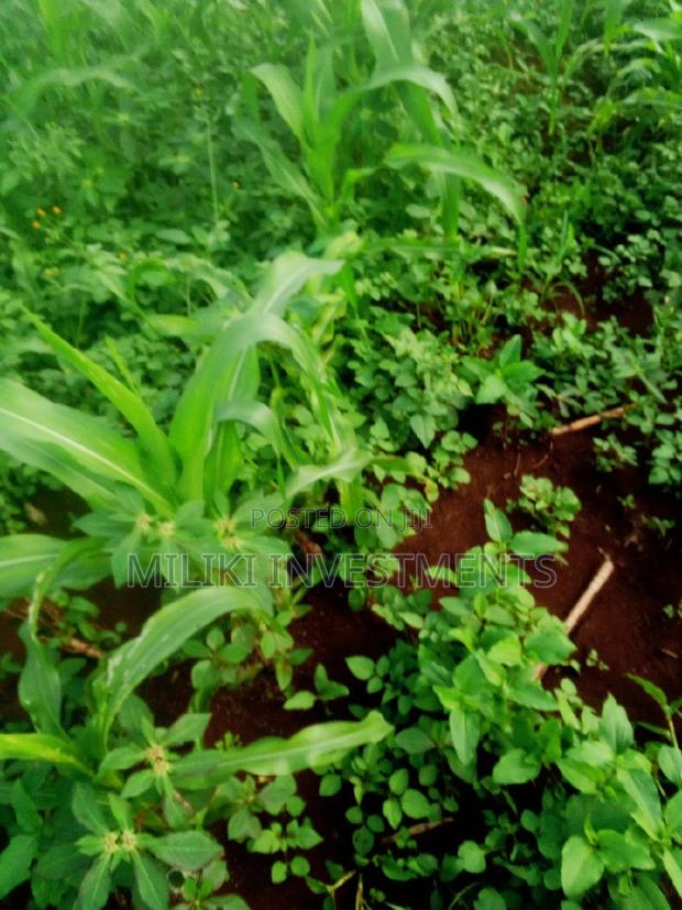 Quarter an Acre on Sale at Kenol-Kimorori - thumbnail 3