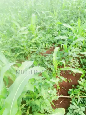 Quarter an Acre on Sale at Kenol-Kimorori
