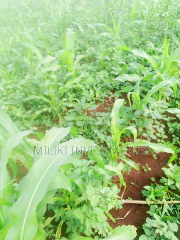 Quarter an Acre on Sale at Kenol-Kimorori - thumbnail 2