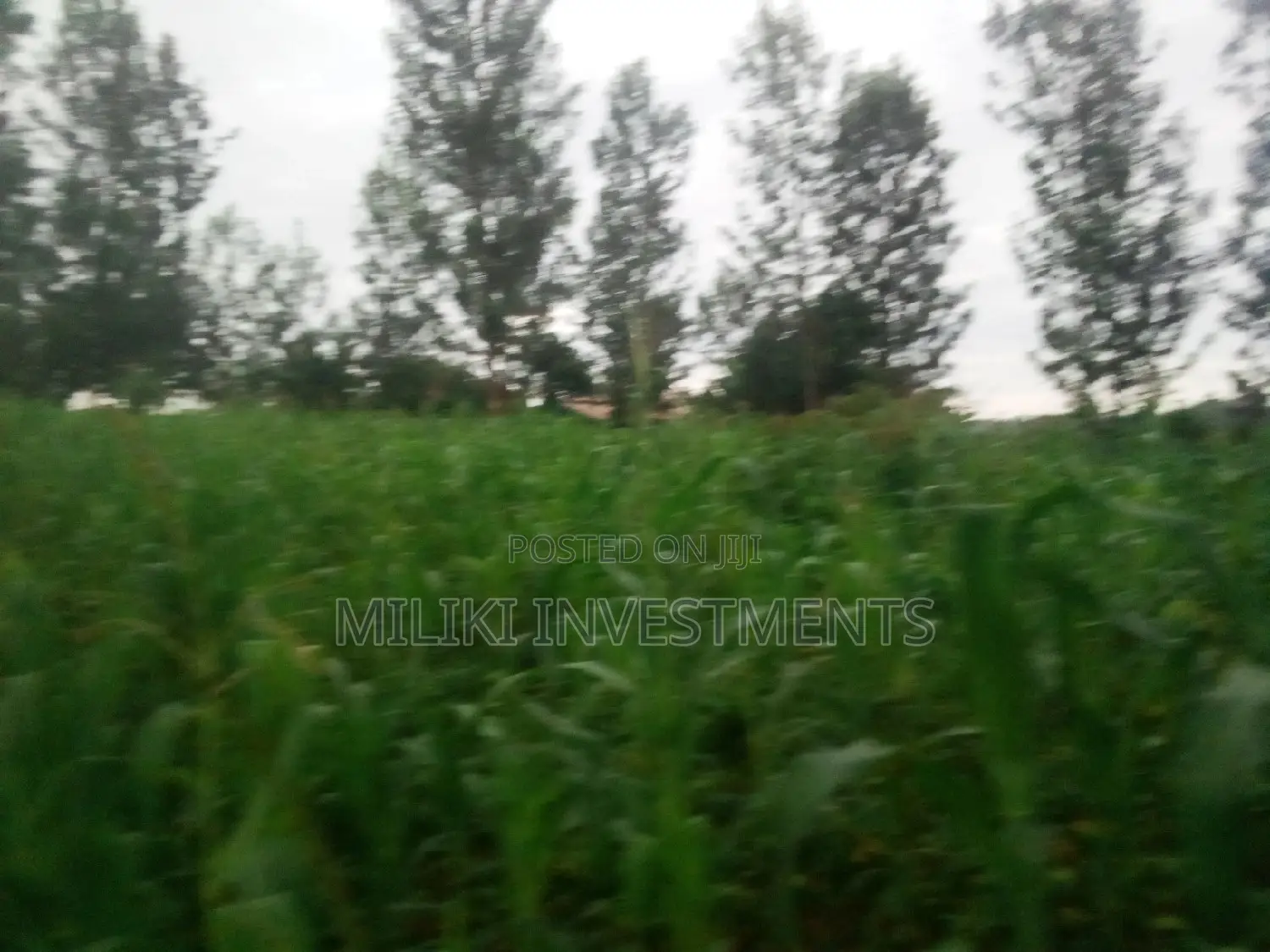 Half an Acre Land on Sale at Kabati.