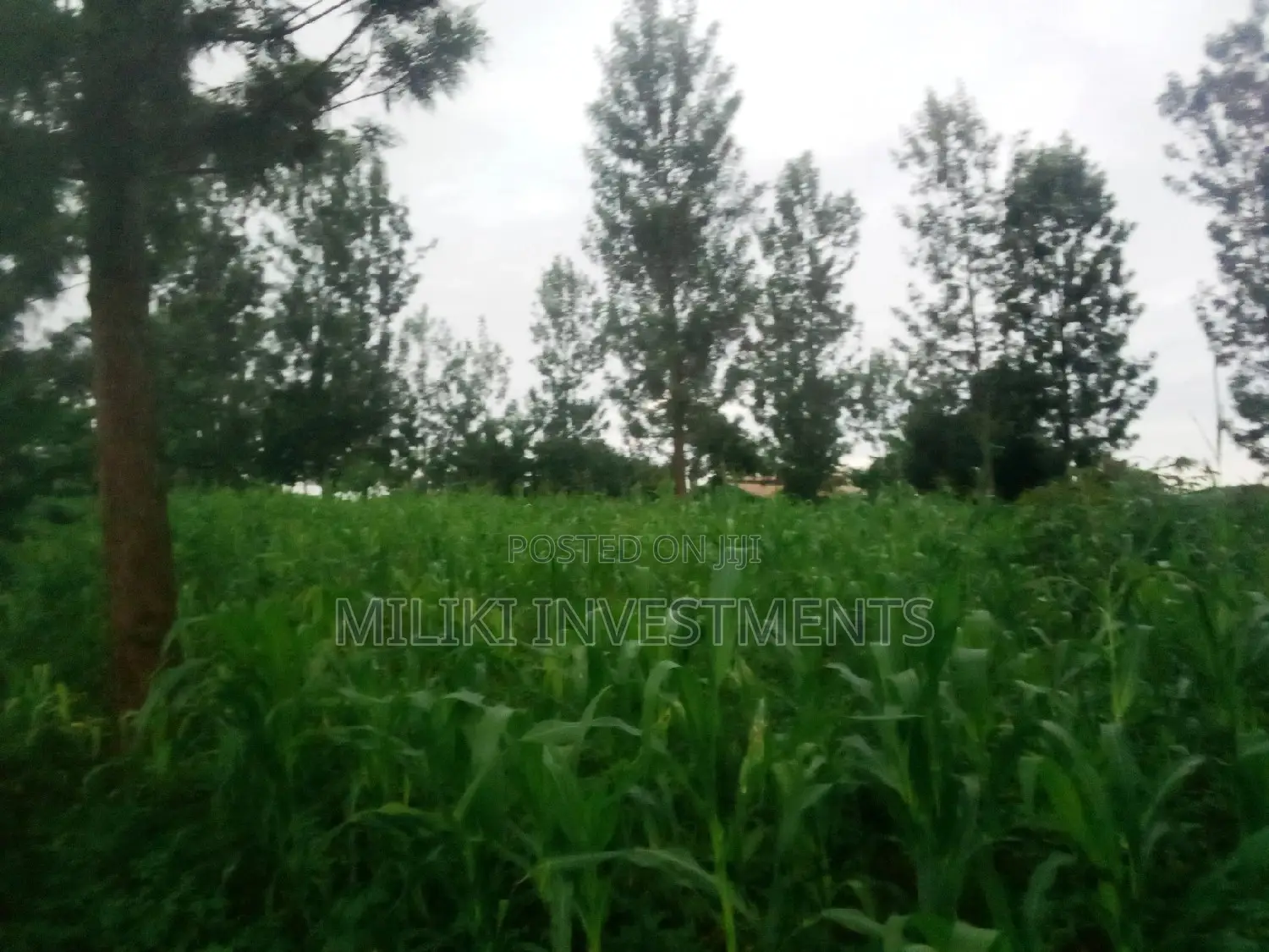 Half an Acre Land on Sale at Kabati.