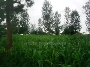 Half an Acre Land on Sale at Kabati.