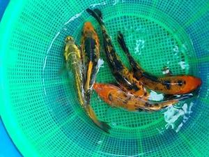 7inch Koi Fish - thumbnail 2