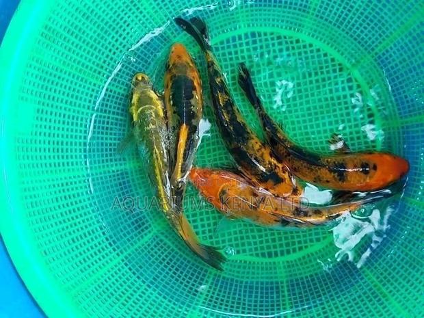 7inch Koi Fish - main view