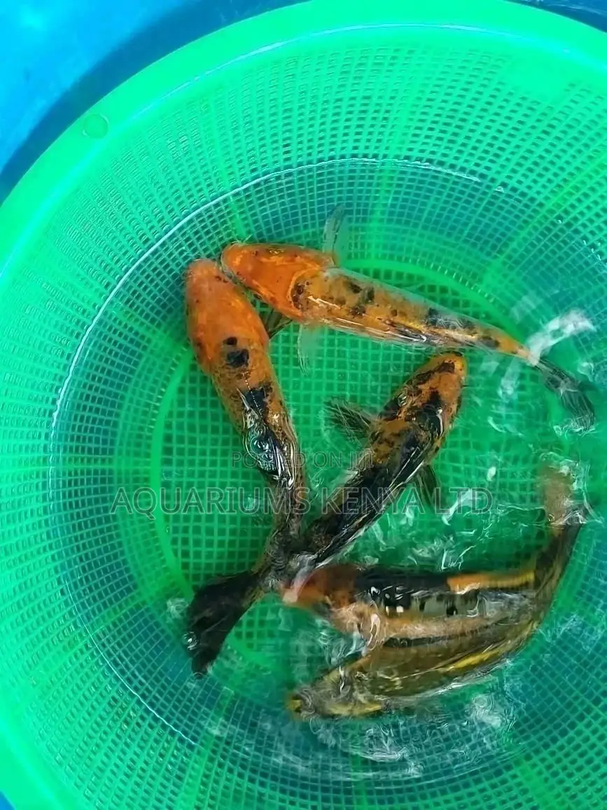 6inch Koi Fish