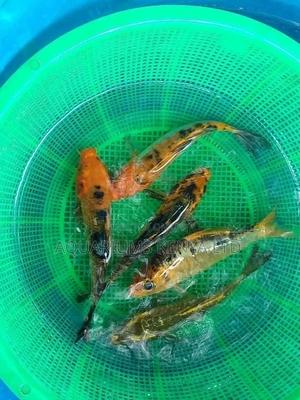 Colourful Fish Koi 7inch - thumbnail 2