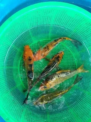 Colourful Fish Koi 7inch