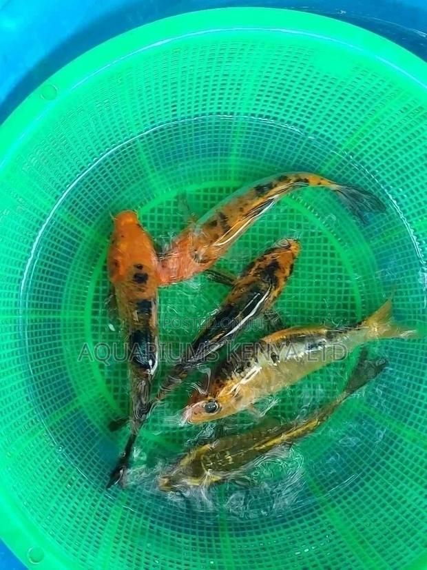 Colourful Fish Koi 7inch - main view