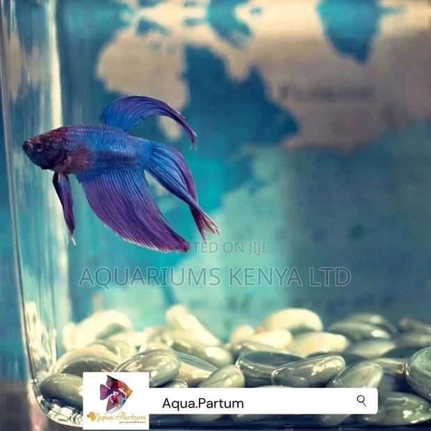 Blue Betta Fish, Aquarium Fish - main view