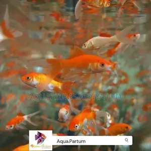 Colourful Goldfish, Aquarium Fish.