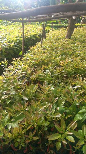 Giant Hass Avocados Seedlings - thumbnail 2