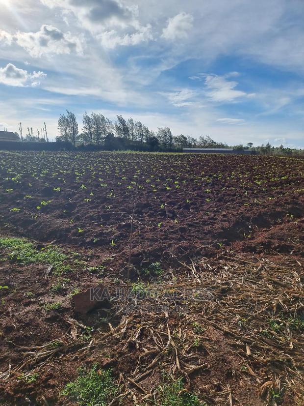 1/8 an Acre Kibiko at 2.5m - thumbnail 13