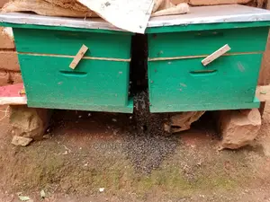 1pc Quality Langstroth Beehive