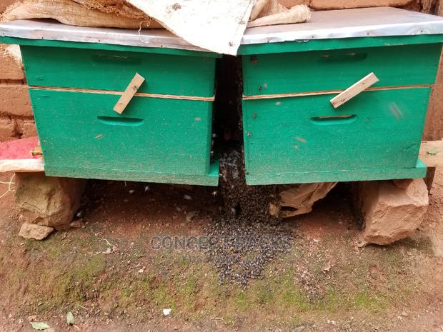 1pc Quality Langstroth Beehive - thumbnail 3