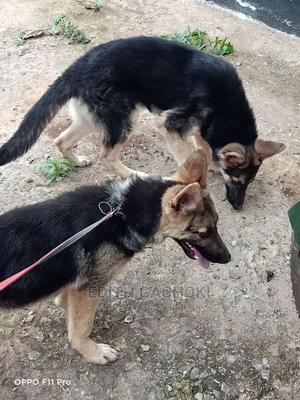 3-6 months Female Purebred German Shepherd - thumbnail 2