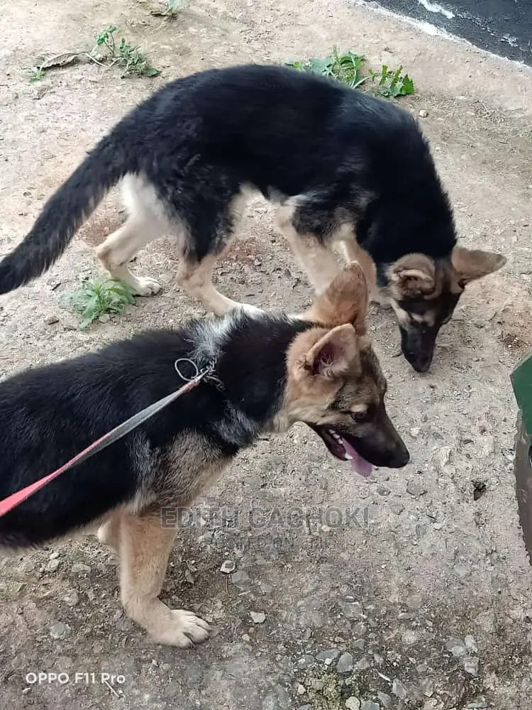 3-6 months Female Purebred German Shepherd