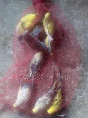 Budgise Birds - main view