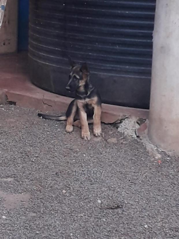 1-3 month Female Purebred German Shepherd - thumbnail 3