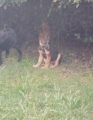 1-3 month Female Purebred German Shepherd - thumbnail 2
