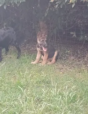 1-3 month Female Purebred German Shepherd