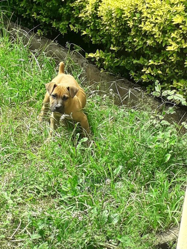 1-3 month Male Purebred Boerboel - main view