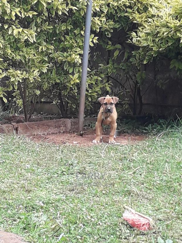 1-3 month Male Purebred Boerboel - main view