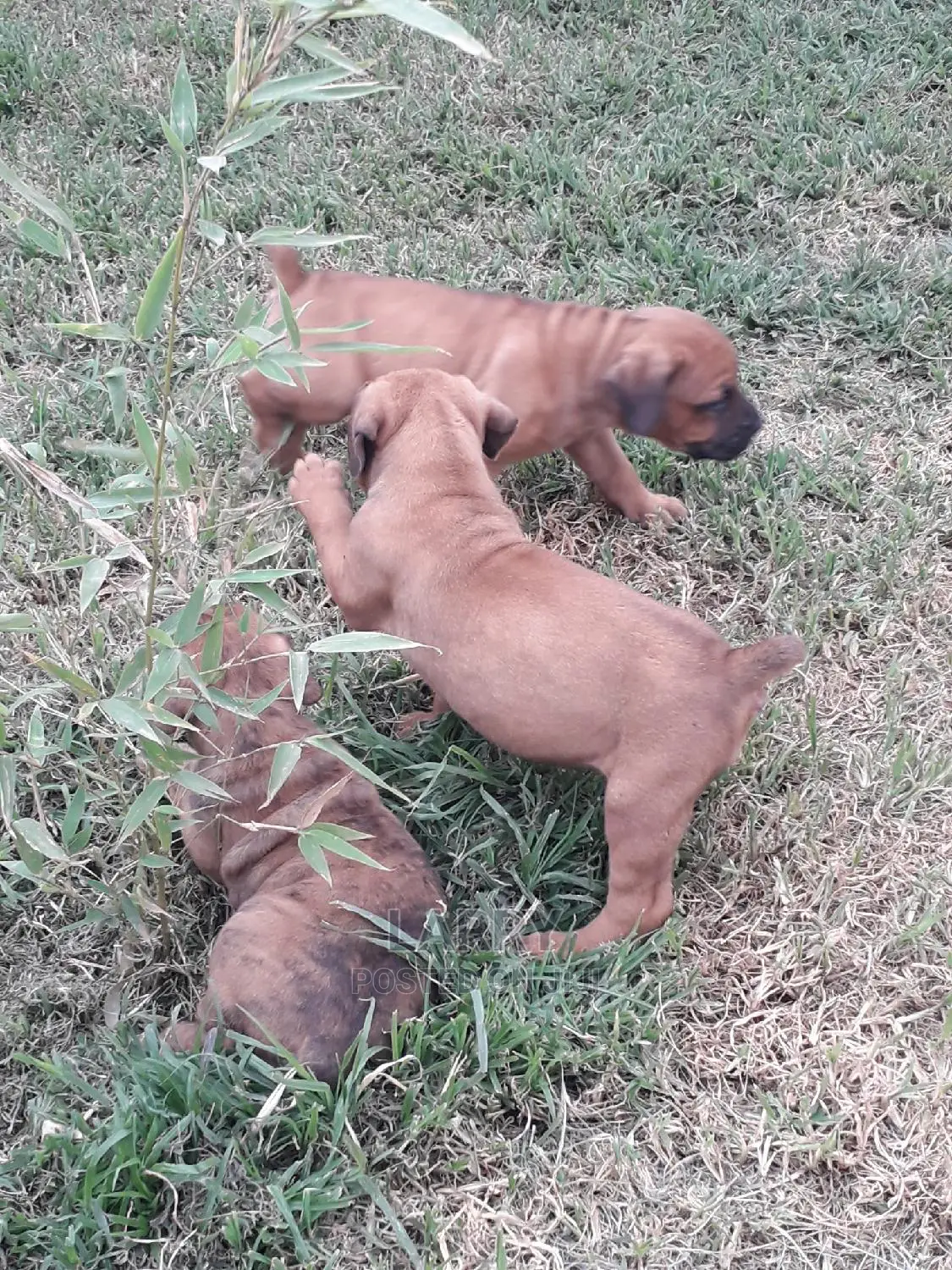 1-3 Months Female Purebred Boerboel