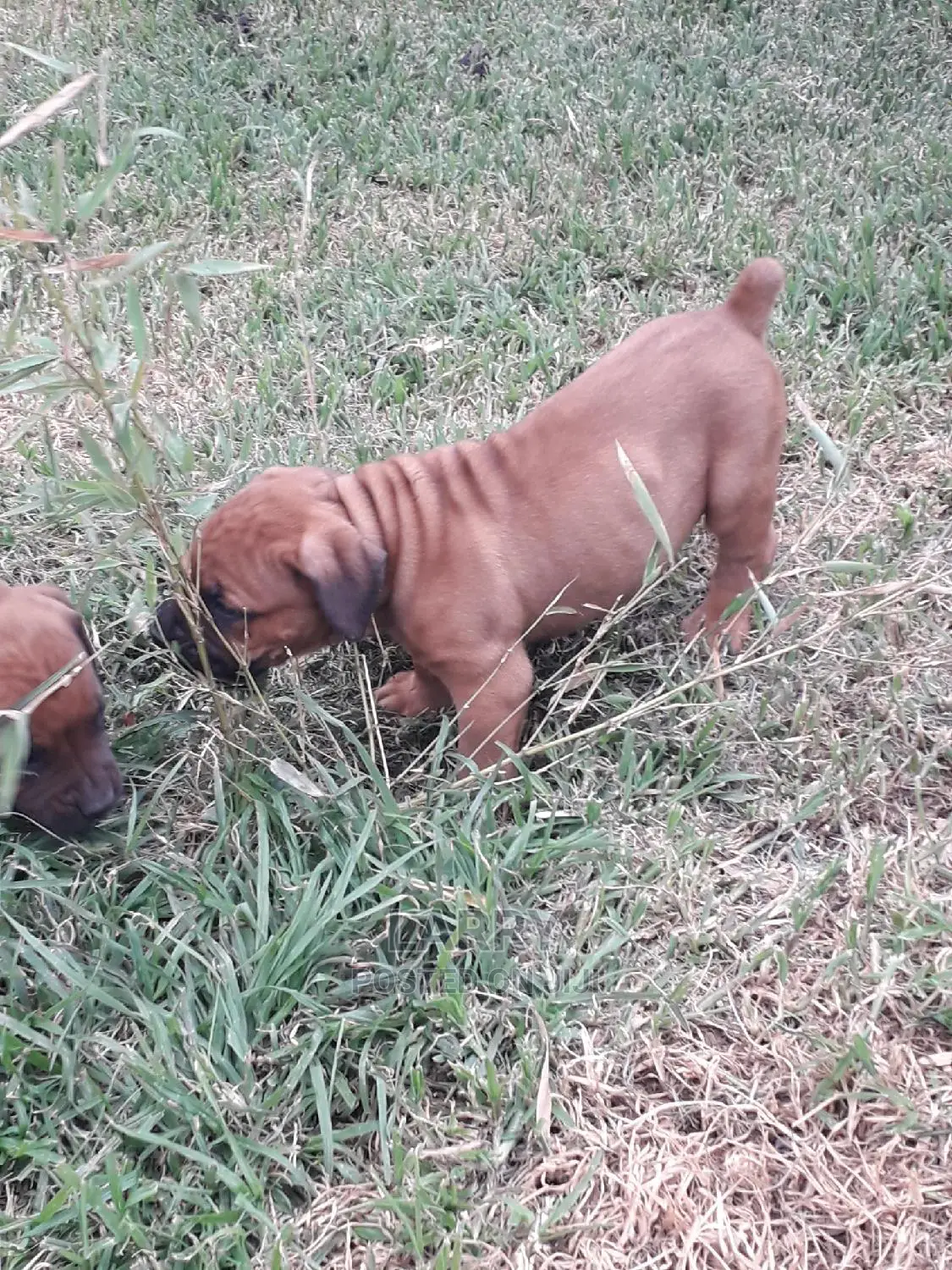 1-3 Months Female Purebred Boerboel