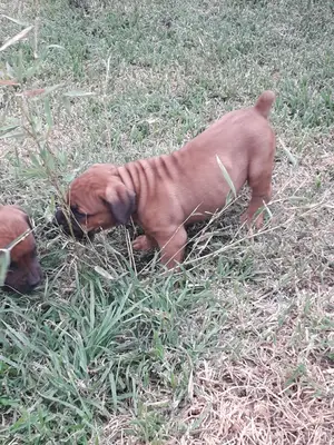 1-3 Months Female Purebred Boerboel