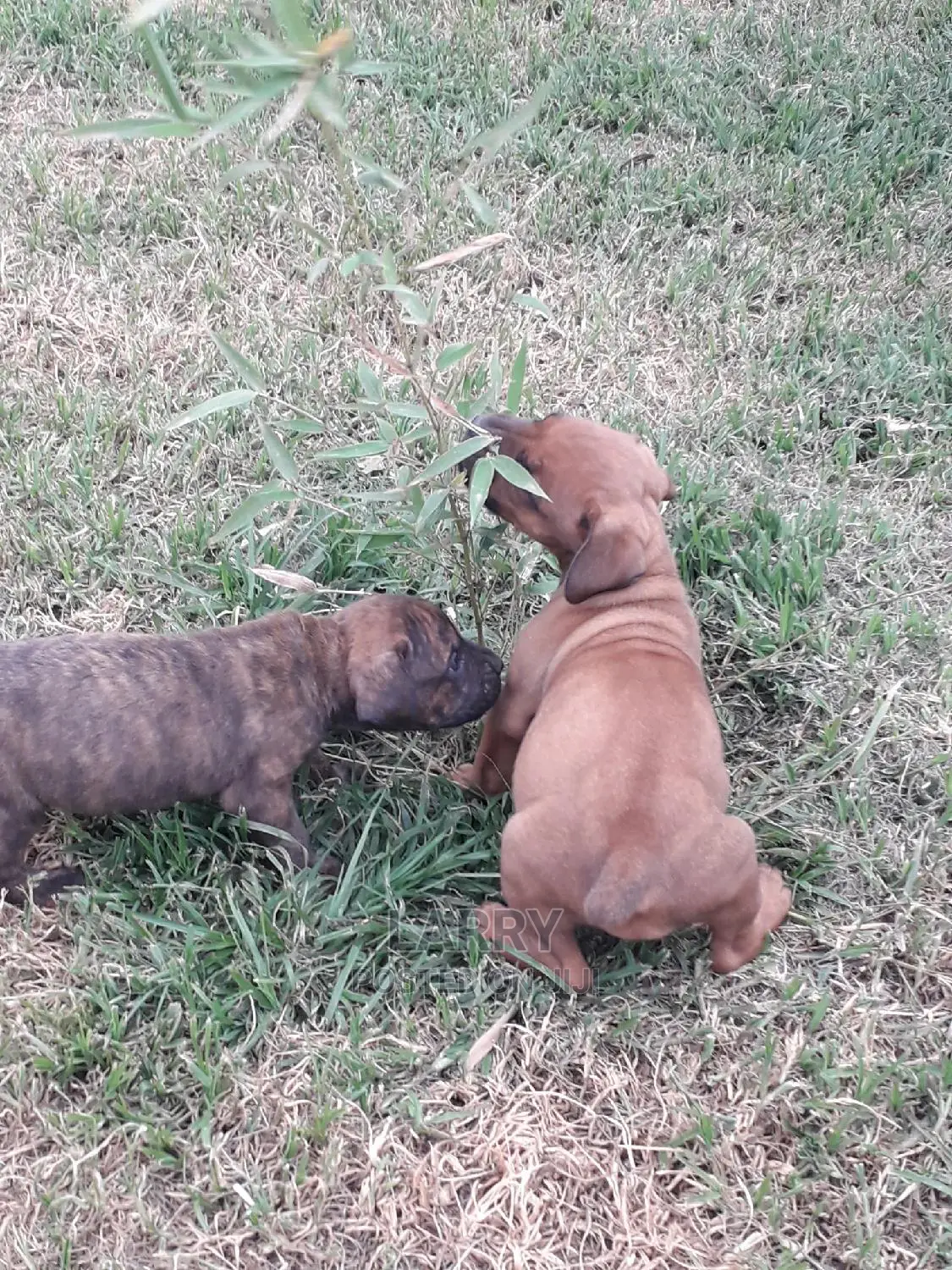 1-3 Months Female Purebred Boerboel