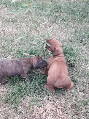 1-3 Months Female Purebred Boerboel