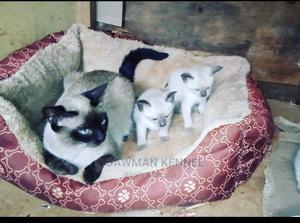 1-3 Month Male Purebred Siamese - thumbnail 2