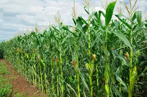 2 Acres Settlement and Agricultural/Farming Land