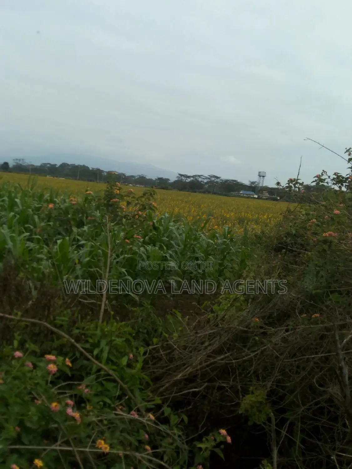 20 Acre of Land on Sale in Naivasha Town