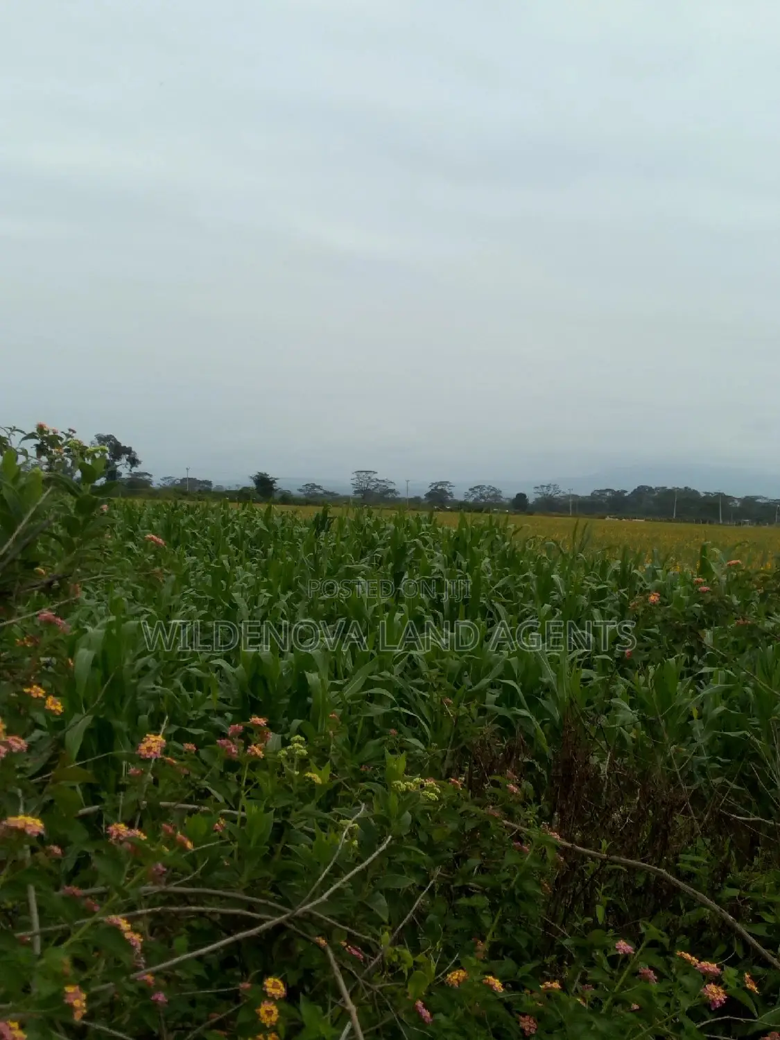 20 Acre of Land on Sale in Naivasha Town